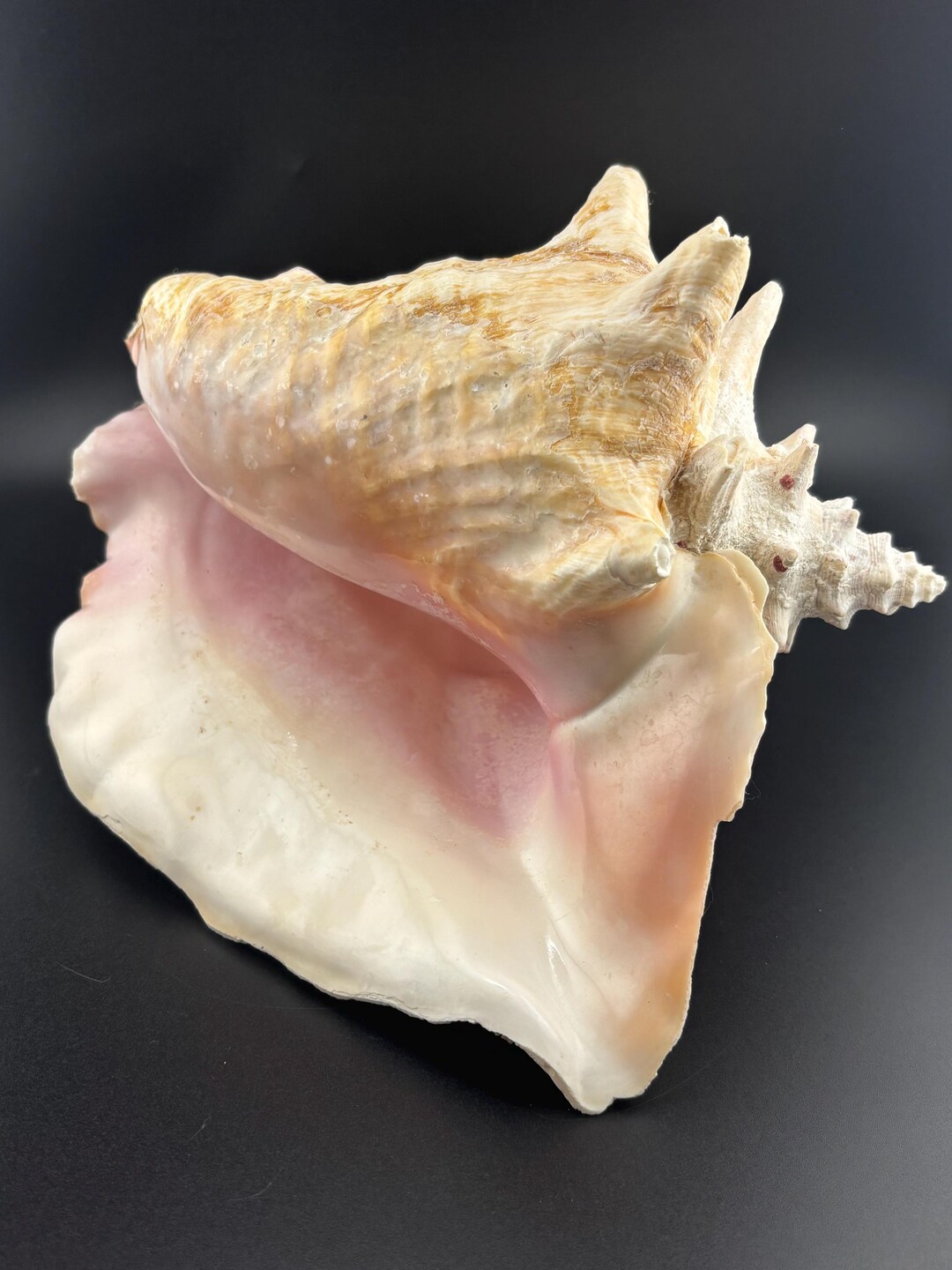 Cream Conch Shell Large Decorative Pink Queen Conch Shell - Etsy