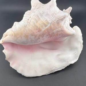 May include: A large, natural conch shell with a textured, off-white exterior and a pink interior. The shell has a prominent spiral shape and is set against a dark background.