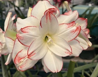 Wit lichtrode hippeastrum amaryllistuin | Cadeaufamilie | Hippeastrum Bollen Bloem