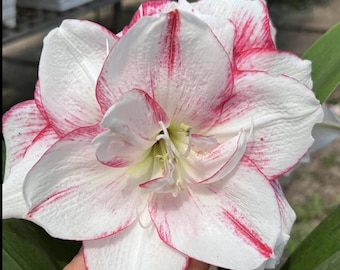 Pink White Light Red Hippeastrum Amaryllis Garden | Gift Family | Hippeastrum Bulbs Flower