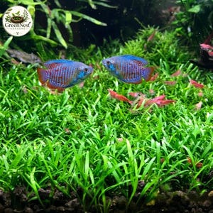 May include: Two dwarf gourami fish with blue and orange striped bodies swimming above a dense carpet of bright green aquatic grass, accompanied by several small red shrimp scattered throughout the lush underwater vegetation.