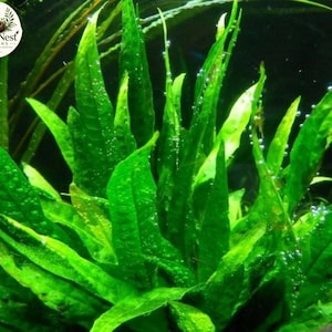 May include: A vibrant green aquatic plant with long, pointed, lance-shaped leaves submerged in water. The foliage displays a textured surface with numerous small oxygen bubbles clinging to the edges and veins of the leaves against a dark background.