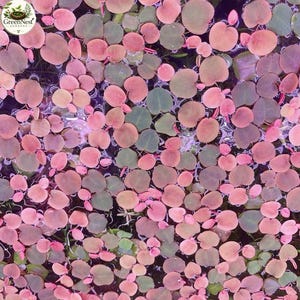 May include: A dense cluster of floating aquatic plants featuring small, rounded leaves in shades of vibrant pink, magenta, and muted green. The foliage covers the water surface, creating a textured pattern of overlapping circular shapes.