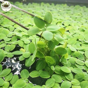 50 Leaves Dwarf Water Lettuce Live Aquarium Floating Plant Buy 2 Get 1 Free Pistia Stratiotes Surface Canopy Shade Filter Freshwater Tank US