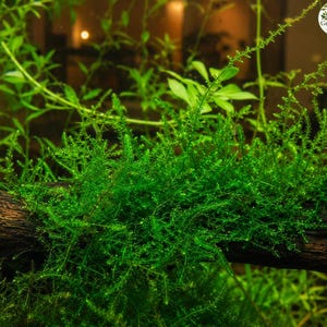 May include: A vibrant green aquatic moss growing densely on a dark, textured piece of driftwood. The moss features fine, branching stems with small, delicate leaves. A small circular logo in the top right corner reads GreenNest Gardens.