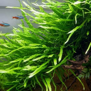 May include: A lush, vibrant green aquatic plant with long, slender, wavy leaves growing from dark driftwood. Two small neon tetra fish with bright blue and red horizontal stripes swim near the foliage in a clear, light-colored aquarium.