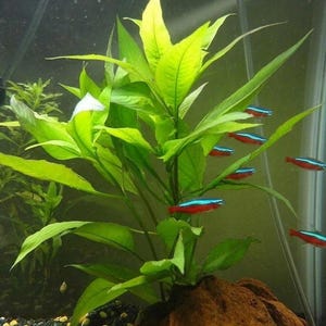 May include: A vibrant green aquatic plant with long, pointed leaves rooted in a brown rock base inside an aquarium. Several small neon tetra fish with horizontal blue and red stripes swim around the plant. A glass heater is visible on the left.