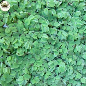 100+ Leaf Water Spangles Salvinia Minima Live Floating Aquarium Plant Buy 2 Get 1 Free Velvet Leaf Surface Canopy Filter Fresh Water Tank US