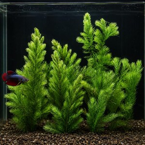 May include: A small blue and red betta fish swims near several tall, feathery green aquatic plants rooted in dark brown substrate inside a clear glass aquarium tank. The plants have fine, needle-like foliage arranged in dense, vertical clusters.