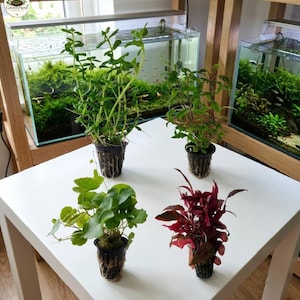 May include: Four aquatic plants in black plastic mesh pots arranged on a white table. The collection includes two green-leafed plants with tall stems, one plant with rounded light green leaves, and one plant with deep red, pointed foliage.