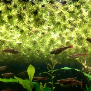 May include: A dense layer of bright green floating aquatic plants covers the water surface, with several small, slender fish with reddish-orange tail fins swimming below. Green leafy plants are visible in the lower section of the aquarium.