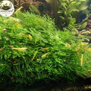 May include: A dense cluster of vibrant green aquatic moss featuring numerous small, translucent yellow shrimp scattered throughout the foliage. The moss has a feathery, branching texture, and the shrimp are visible in various positions.