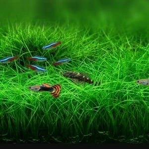 Live Dwarf Hairgrass Mat: 10x10 Inch Aquarium Carpet Plant for Aquascaping