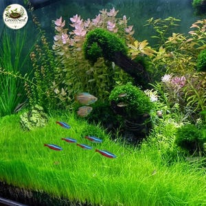 May include: A freshwater aquarium featuring a dense carpet of bright green grass, several neon tetra fish with blue and red stripes, two larger patterned fish, dark driftwood covered in moss, and tall pink and green aquatic plants.