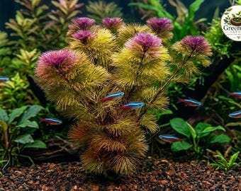 Bucephalandra Sp. 'white' – Tissue Culture Aquarium Plant | Rare
