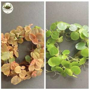 60+ Leaves Red Root Floaters Amazon Frogbit Live Aquarium Floating Plants Buy 2 Get 1 Free Surface Canopy Filter Fresh Water Tank US Seller