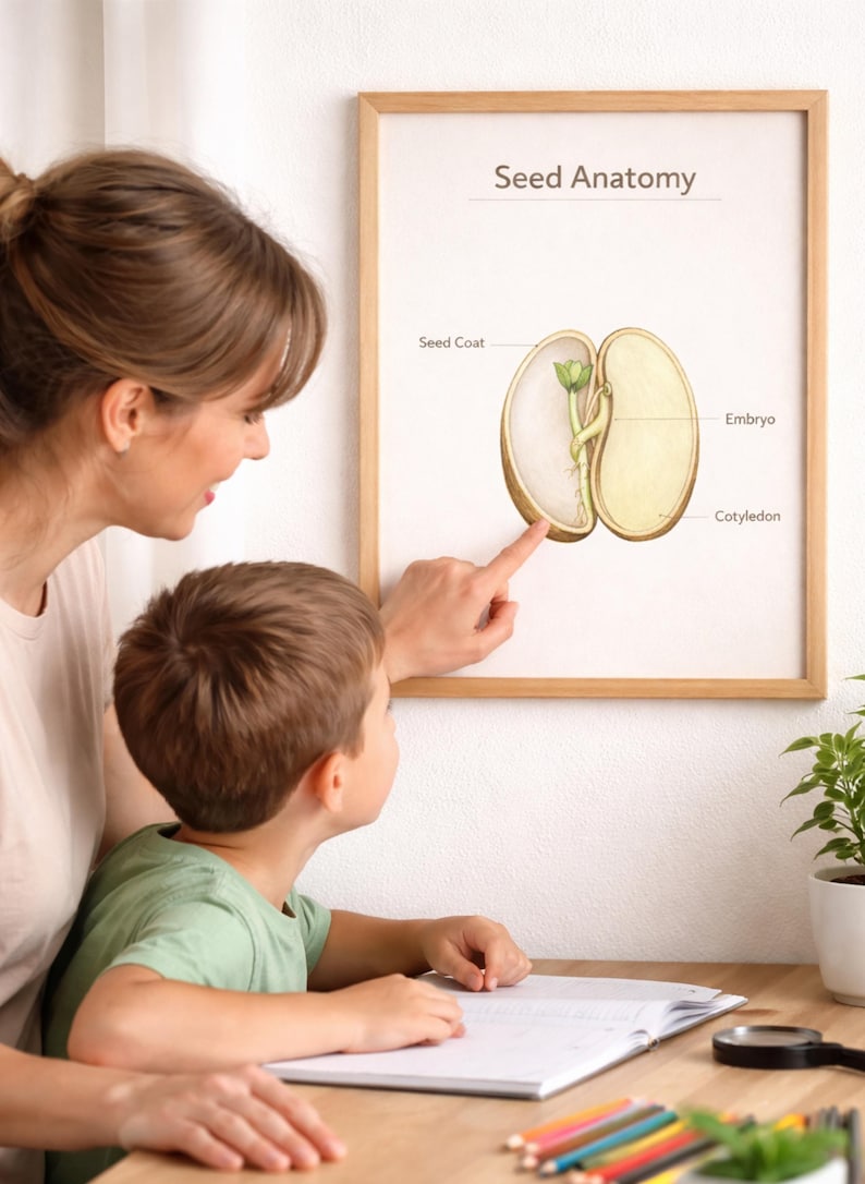 Montessori Seed Anatomy Poster | Botanical Parts of Seed Diagram ...