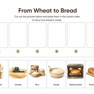 May include: Educational worksheet titled "From Wheat to Bread." The top section features six blank boxes for sequencing. Below are six images: wheat, harvest, flour, dough, baking bread, and sliced bread. The text instructs users to cut and paste the images in order.