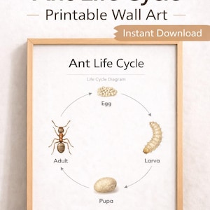 Może przedstawiać: Oprawiony wydruk przedstawiający cykl życia mrówki, z etapami: jajko, larwa, poczwarka i dorosła mrówka. Tytuł "Ant Life Cycle" znajduje się u góry, z tekstem "Printable Wall Art" i "Instant Download".