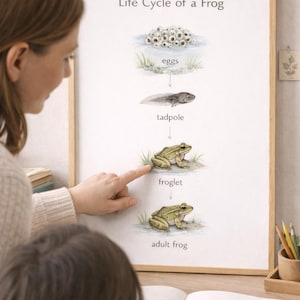 May include: A framed educational poster titled "Life Cycle of a Frog" shows the stages of frog development: eggs, tadpole, froglet, and adult frog. The poster is in a wooden frame. A person points to the froglet stage.