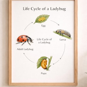 May include: A framed print illustrating the life cycle of a ladybug. The stages include egg, larva, pupa, and adult ladybug, with arrows indicating the cycle. The text "Life Cycle of a Ladybug" is at the top.