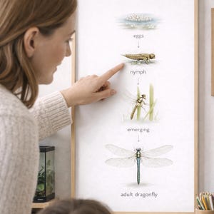 Op de afbeelding: Een ingelijste print die de levenscyclus van een libelle illustreert, met de fasen 'eieren', 'nimf', 'ontluikend' en 'volwassen libelle'. De print zit in een houten lijst. Een persoon wijst naar de 'nimf'-fase.