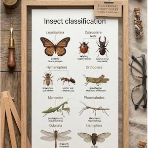 Tabela klasyfikacji owadów Montessori, plakat z entomologii naukowej (do pobrania w wersji cyfrowej)