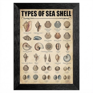 May include: A framed educational poster titled TYPES OF SEA SHELL featuring detailed illustrations of various mollusks including Queen Conch, Fighting Conch, Atlantic Bay Scallop, Spiny Oyster, Great Scallop, Nautilus, Cowrie, Whelk, Murex, Auger, Tulip Shell, Cockles, and Limpet.