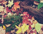 Autumn Forest Photograph - Ferns - photography print, fall forest, orange, yellow, red leaves, green fern, fallen log,  fpoe