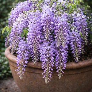 Wisteria Cutting - Etsy