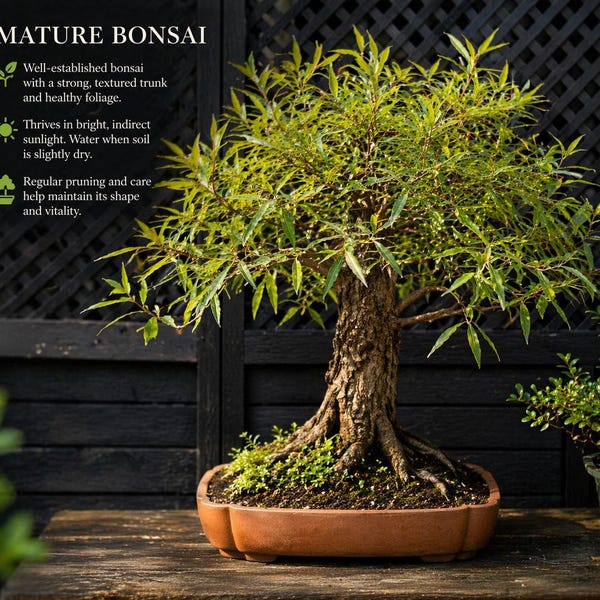 Bonsai Globe Willow Tree - Large Thick Trunk Cutting - Fast Growing Naturally Round