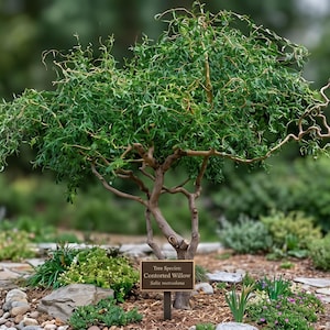May include: A small, green, ornamental tree with a twisted trunk and branches, surrounded by various plants and a stone pathway. A small, brown sign in front of the tree reads "Salix matsudana Tortuosa". The background is blurred with more greenery.