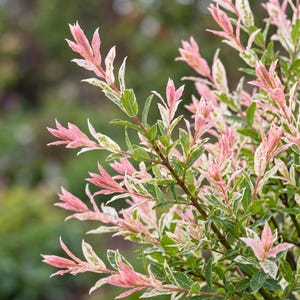 May include: Close-up of a shrub with pink, green, and white variegated leaves. The leaves are long and slender, with a delicate appearance. The background is a soft, blurred green, highlighting the vibrant colors of the foliage.