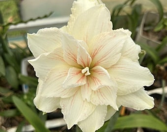 Gult ljus Hippeastrum | Amaryllisblomsterlökar | Presentfamilj