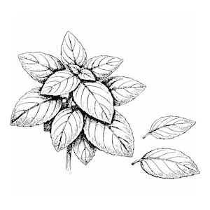 Basilikum Clipart Scribble Style – Botanical Herb Illustration – PNG JPG SVG – Digital Download