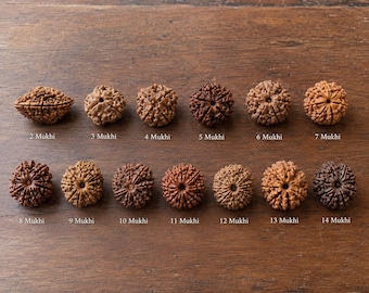 Natural Rudraksha Beads 2–14 Mukhi, Choose Your Rudraksha, Authentic Indian Rudraksha for Puja, Meditation & Prayer