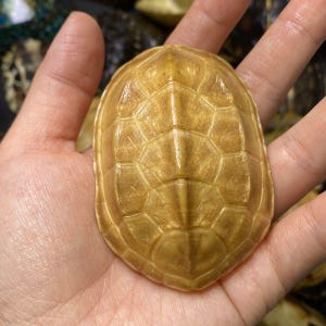 May include: A tan turtle shell with a geometric pattern is held in a hand. The shell has a smooth, polished appearance and a warm, earthy tone. The shell's shape is oval, with a series of segmented plates.