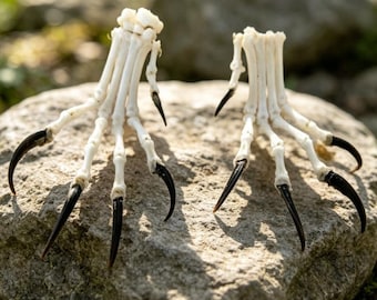 Real Fox Foot Specimen, 16cm, 5/4 Toes Options, Natural Taxidermy Claw for Curiosity Cabinet