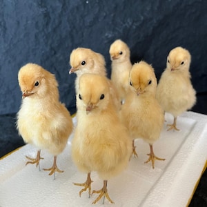 1-10 pièces Poussin eurasien en peluche par taxidermie/spécimen de poulet enseignement/décoration/Fait main