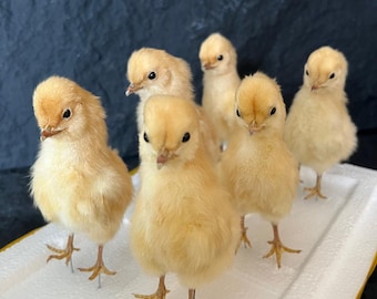 1-10 pezzi di pulcino eurasiatico imbalsamato/esemplare di pollo impagliato per scopi didattici/decorativi/fatti a mano