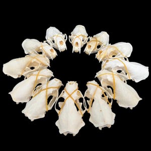 1-10 pcs Real Mink Skull, Real Animal Bones , Taxidermy , Home Decor, Specimen Collectibles Study, Special Gifts DIY