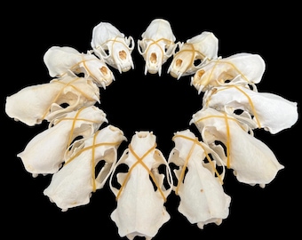 1-10 stuks echte nertsschedel, echte dierenbotten, taxidermie, woondecoratie, studie specimen, verzamelobjecten, speciale geschenken DIY