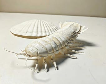 Real Giant Isopod Skeleton Specimen 8-10cm, Bathynomus Giganteus, Oddities Curiosity Cabinet Decor, Gothic Macabre Art