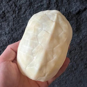 May include: A cream-colored turtle shell with a textured, geometric pattern. The shell is held in a hand, showcasing its size and shape. The shell's surface has a natural, organic appearance.