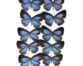 1-100 pcs natural Real Butterflies Specimen (Jamides bochus）Artwork Material Home Decoration DIY