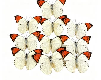 1～100個の天然蝶標本（Hebomoia glaucippe）アート素材 ホームデコレーション DIY
