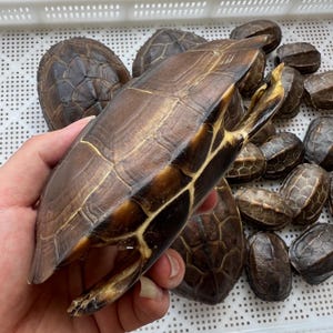 Ethically Sourced Large Turtle Shell Natural Death Real Animal Bones Curio Cabinet Curiosity Collection Display