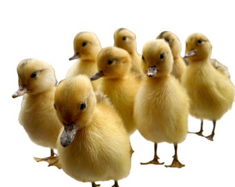 1-10 pcs Taxidermy stuffed Eurasian duck specimen teaching/decoration/Handmade