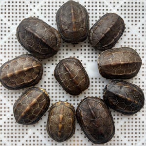 May include: A collection of ten brown turtle shells with intricate hexagonal patterns. The shells are arranged on a white, grid-like surface, showcasing their natural textures and variations in color.