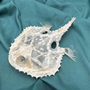 Puede incluir: Esqueleto de pez globo preservado, de color blanquecino. El esqueleto tiene un cuerpo espinoso y redondeado con una aleta dorsal prominente y una proyección larga y puntiaguda. Se ven las cuencas de los ojos y otras aberturas del pez.